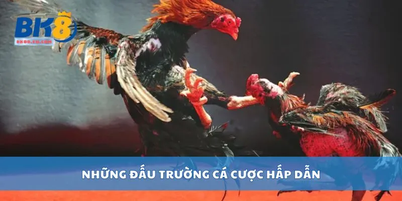 Những đấu trường cá cược hấp dẫn