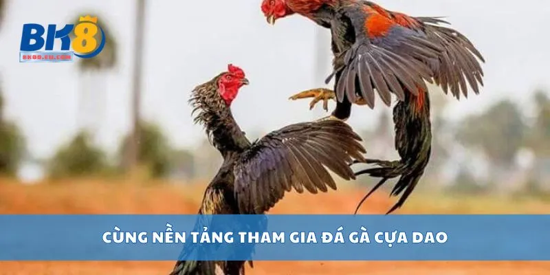Cùng nền tảng tham gia đá gà cựa dao