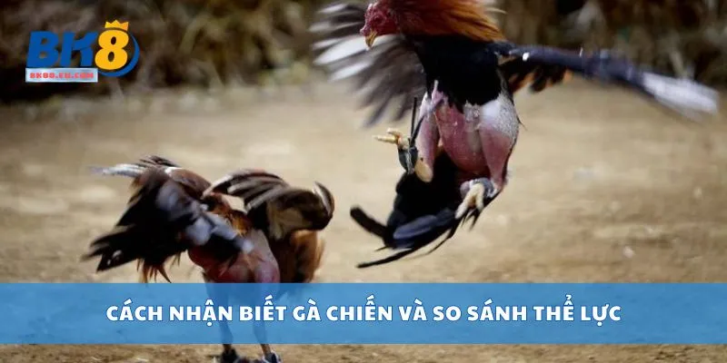 Cách nhận biết gà chiến và so sánh thể lực