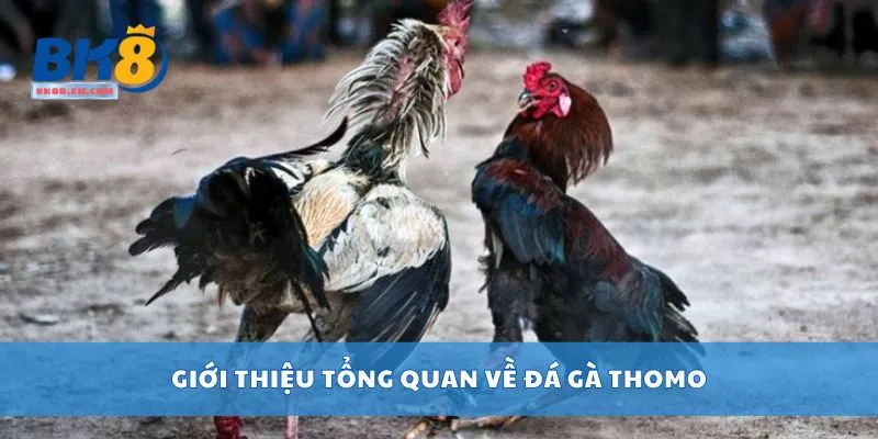Giới thiệu tổng quan về đá gà Thomo