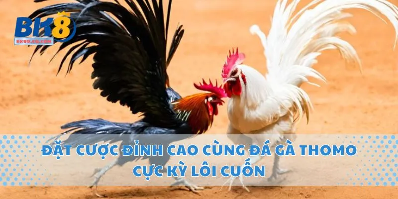 Đặt Cược Đỉnh Cao Cùng Đá Gà Thomo Cực Kỳ Lôi Cuốn